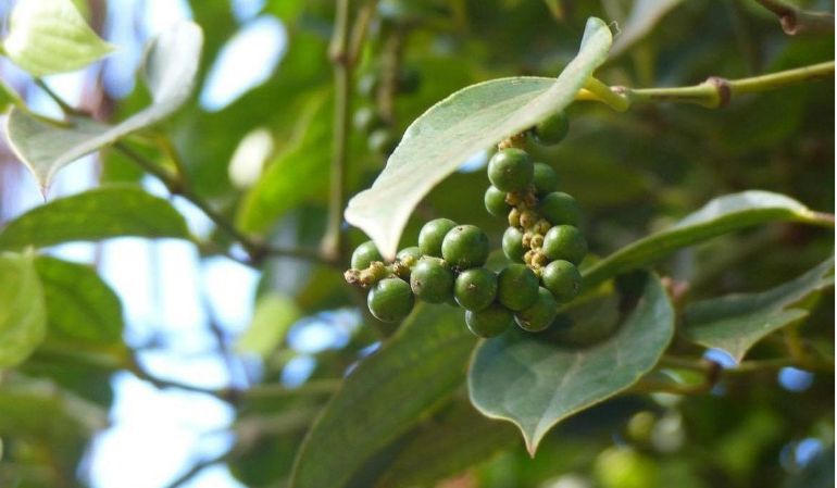 Sothy Pepper Farm in kep cambodia