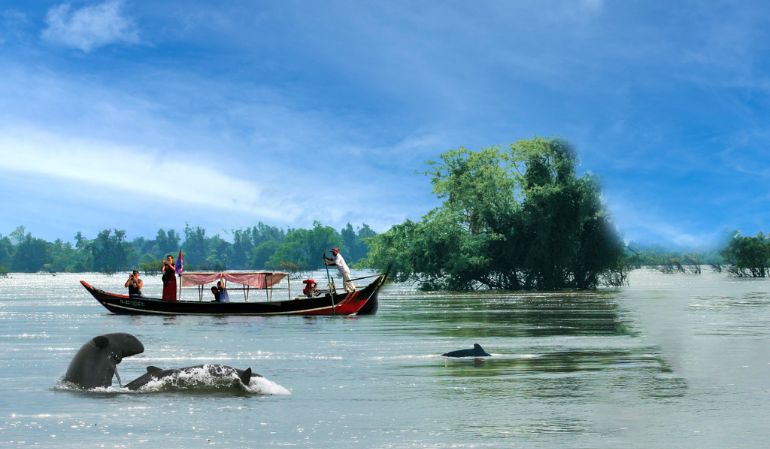 Spot the Rare Irrawaddy Dolphins