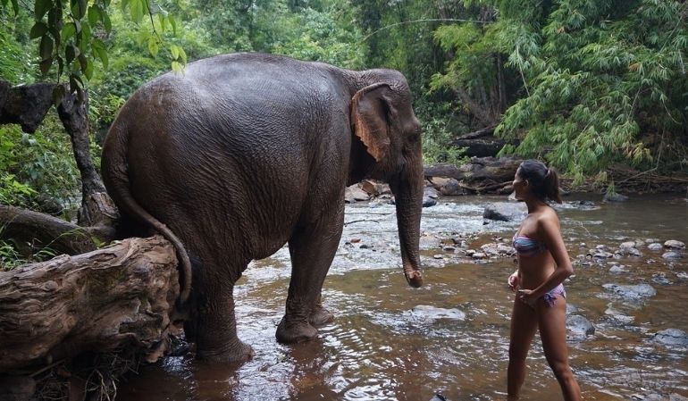 Elephant Valley Project
