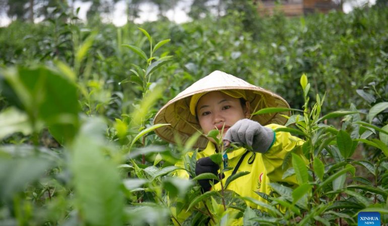Tea plantation in Bolaven Plateau