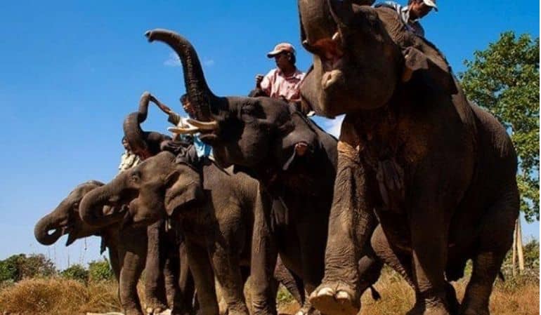 elephant camps in Katha myanmar