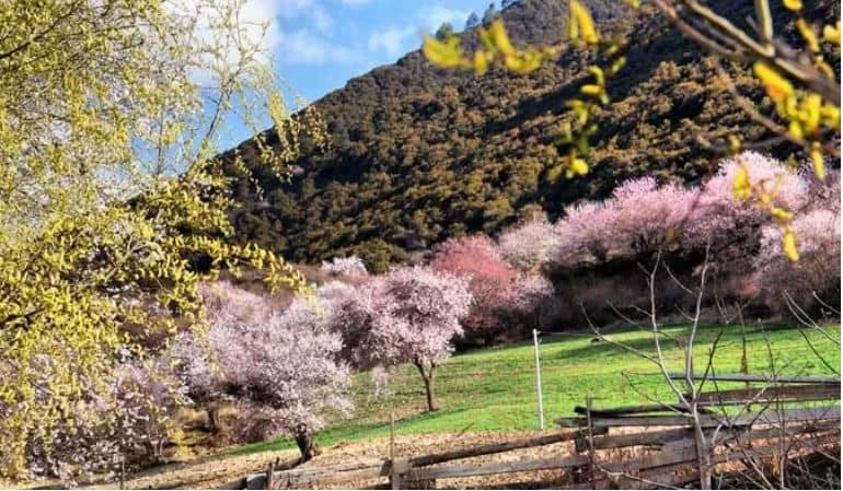 Peach blossom festival in taunggyi, myanmar