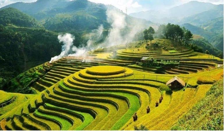 Ripe rice fields in Mai Chau in Autumn