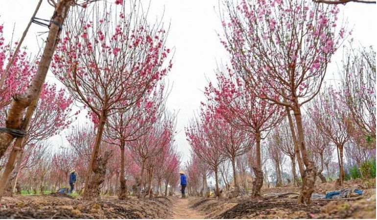 Nhat Tan peach blossom festival in vietnam