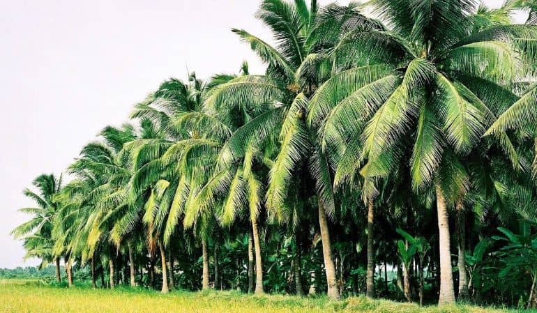 coconut gardens in ben tre