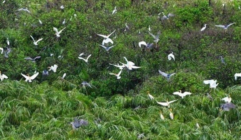 Vam Ho Bird sanctuary in Ben Tre, Vietnam