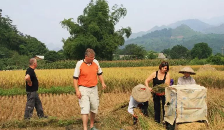 Rice Planting Trip from Hoian