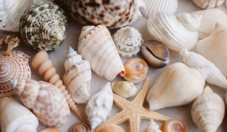 Souvenir from the sea in mui ne, vietnam